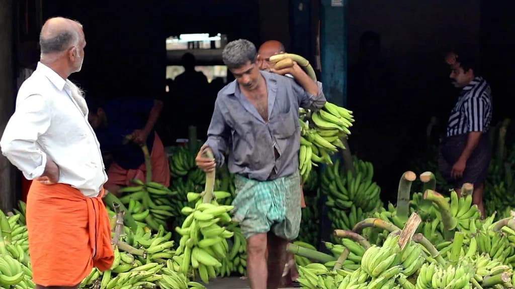 A trader in a white shirt watching a loader carry bunches of green bananas through a wholesale market